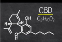 What’s The Difference Between CBD and THC? What is CBD