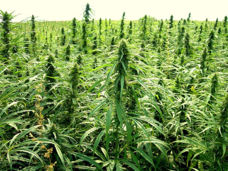 Growing Hemp for Seed, Fiber or CBD