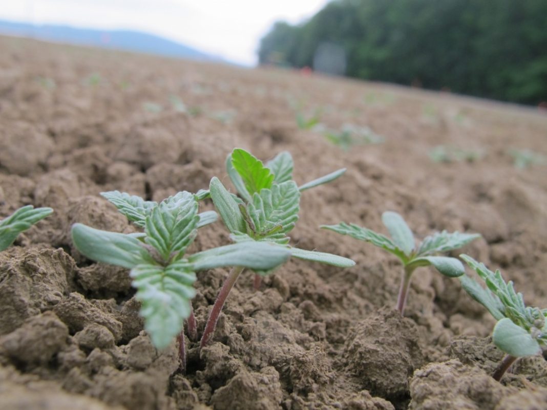 hemp-seedlings