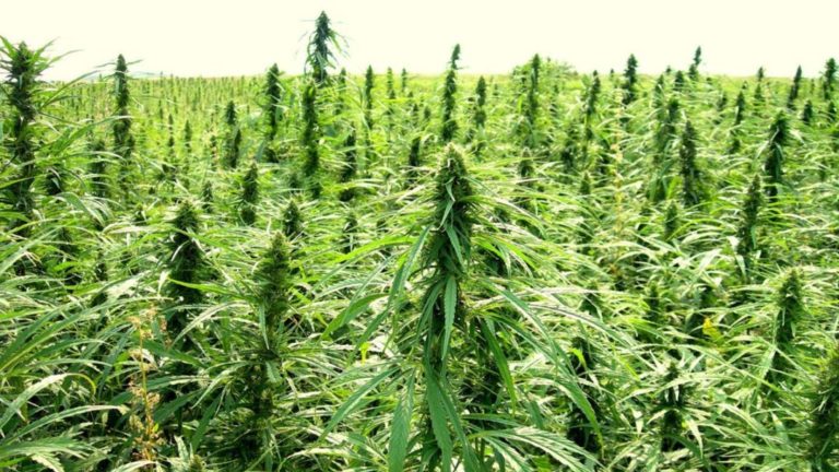 MSU-Industrial Hemp Production and Irrigation Webinar