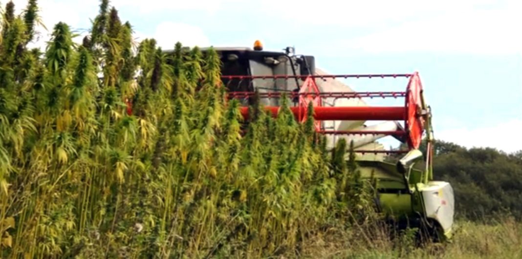 hemp-industrial-farming-new-york