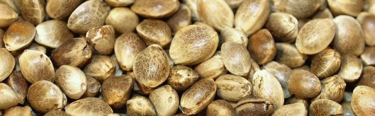 Laboratory Analysis of THC Content in Industrial Hemp Seed