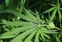 Hemp Facts and Myths industrial-hemp-cannabis-leaf