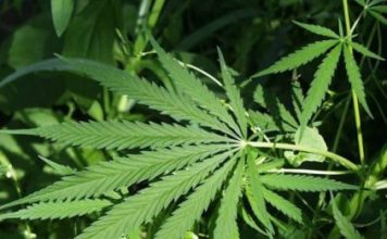 Hemp Facts and Myths industrial-hemp-cannabis-leaf