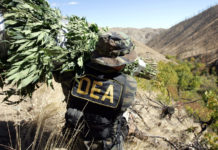 Cannabis drug gets FDA approval that hopefully will change federal regulations dea-agent-with-hemp