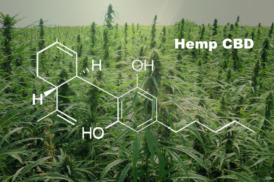 Hemp for CBD production