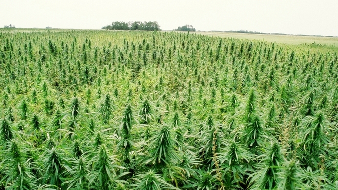 поля марихуаны большие