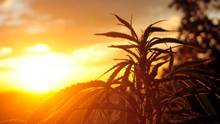 MICHIGAN HEMP INDUSTRIES Conference – November 7, 2019
