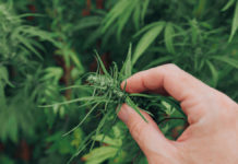 Industrial Hemp Production 101