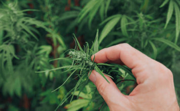 Industrial Hemp Production 101