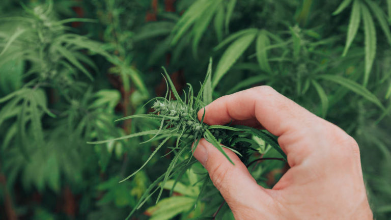 Industrial Hemp Production 101