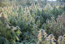 USDA Hemp and Farm Programs Michigan Hemp Industries Association - Hemp Field