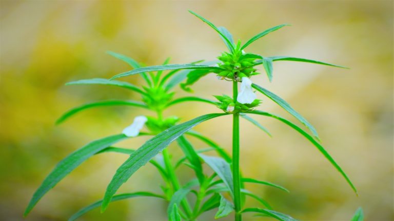 Hemp farmers and the CBD rush
