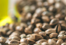 Michigan Hemp Seed Sales in 2026 Michigan Hemp Seed Sales in 2026