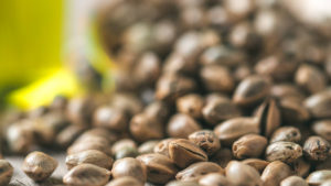 Michigan Hemp Seed Sales in 2026