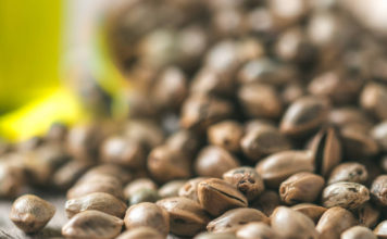 Michigan Hemp Seed Sales in 2026 Michigan Hemp Seed Sales in 2026