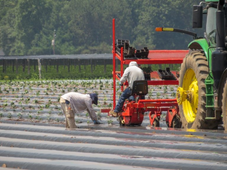 Hemp Thefts Rise Across The Country