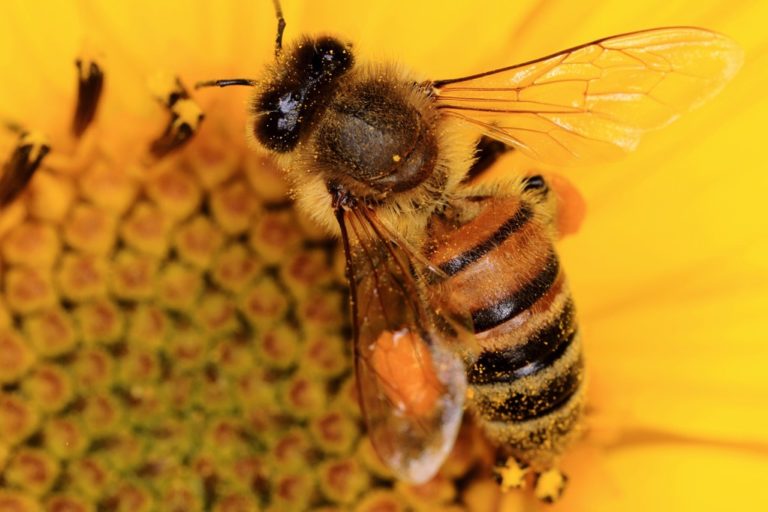 Hemp Could Help Declining Bee Population Study Finds
