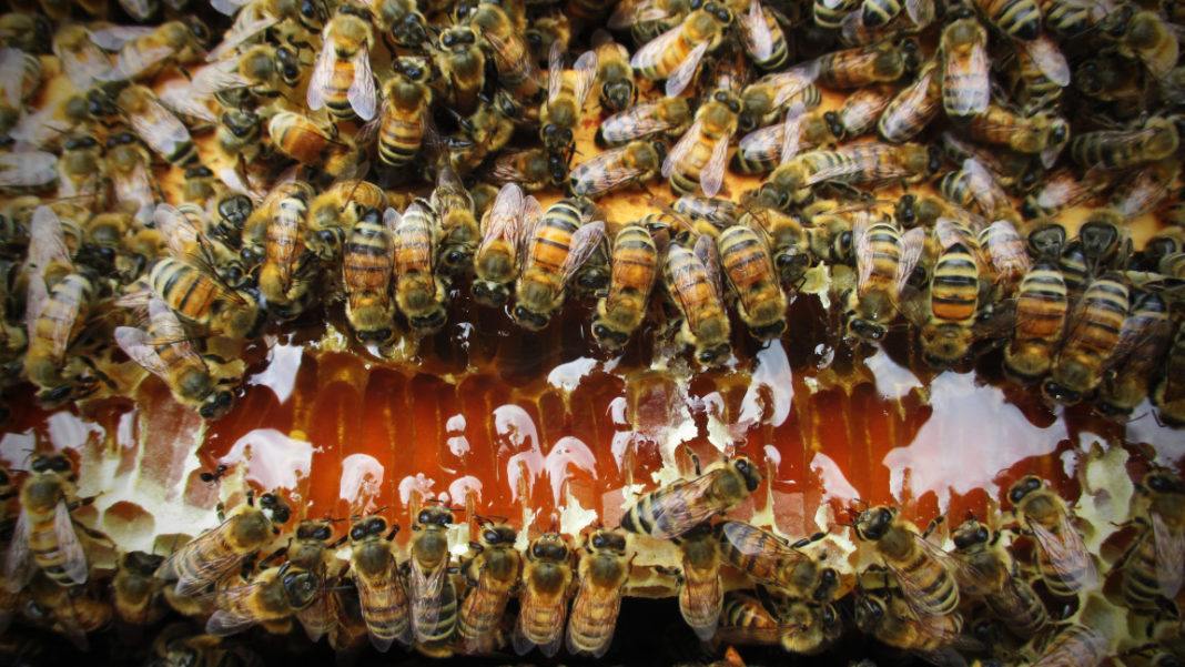 Canna Honey Bees and Hemp