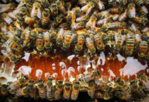 Israeli company offers cannabis honey Canna Honey Bees and Hemp
