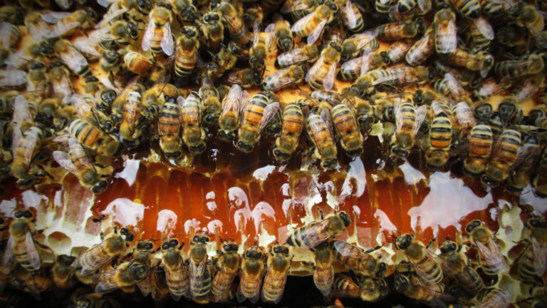 Israeli company offers cannabis honey