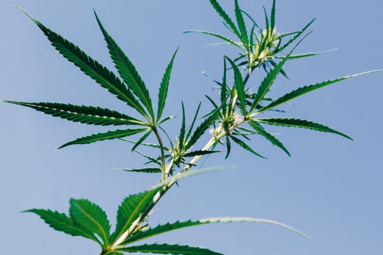Cross-pollination causes disputes between marijuana, hemp farmers