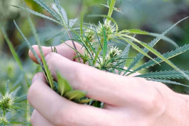 Hemp industry faces regulatory threat