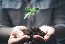 MDARD issues final report for the state’s inaugural industrial hemp ag pilot program Cannabis-Hemp-Marijuana-CBD-## (1)