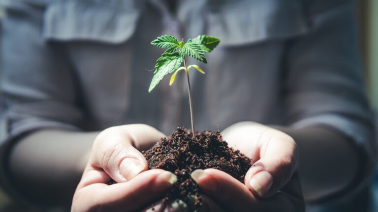 MDARD issues final report for the state’s inaugural industrial hemp ag pilot program