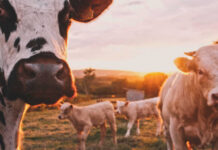 Hemp in animal and pet feed Cannabis Cows