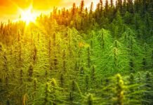 Is Growing Hemp in Michigan Legal? Hemp Field in The Morning Sun