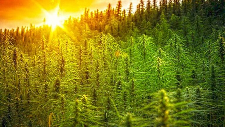 Is Growing Hemp in Michigan Legal?
