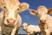 USDA study shows hempseed cake possible ‘viable alternative’ for cattle feed highly nutritious alternative feed source for cattle