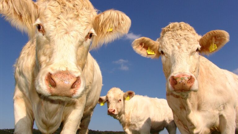 USDA study shows hempseed cake possible ‘viable alternative’ for cattle feed