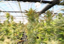 Rescheduling Marijuana Would Be a Huge Threat to Public Health Hemp is Hemp