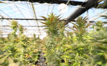 Rescheduling Marijuana Would Be a Huge Threat to Public Health Hemp is Hemp