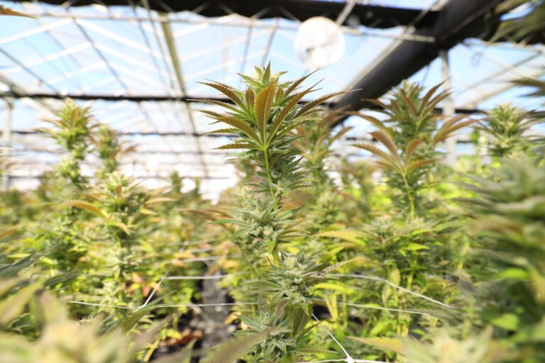 Rescheduling Marijuana Would Be a Huge Threat to Public Health