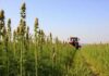 Rescheduling Marijuana Would Be a Huge Threat to Public Health Hemp and Cannabis Harvest - Red Tractor - From the lost continent of Europe