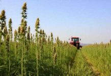 Rescheduling Marijuana Would Be a Huge Threat to Public Health Hemp and Cannabis Harvest - Red Tractor - From the lost continent of Europe