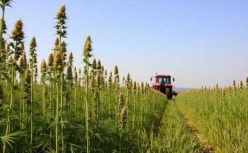 Rescheduling Marijuana Would Be a Huge Threat to Public Health Hemp and Cannabis Harvest - Red Tractor - From the lost continent of Europe