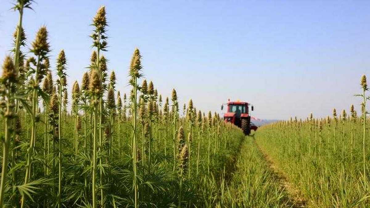 Hemp and Cannabis Harvest - Red Tractor - From the lost continent of Europe